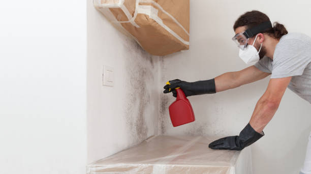 Professional Mold Removal technician working in Georgetown, MA
