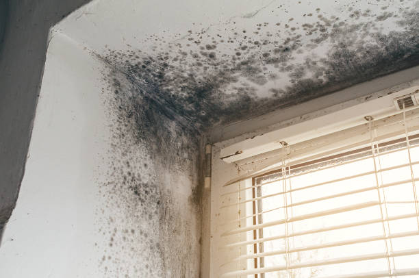 Affordable Mold Removal solutions in Georgetown, MA