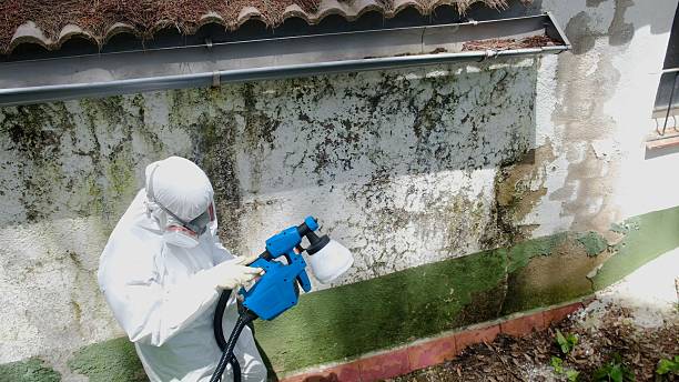 Top rated local Mold Removal specialists in Georgetown, MA